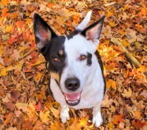 Pumpkin For Your pup. Post image of a dog standing in a fall leaves