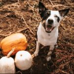 Pumpkin for your pup. featured post image of a dog standing next to pumpkins