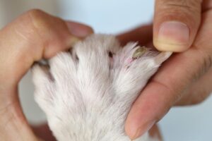 Easy at home pet assessment post image of cat paws being examined by vet