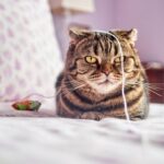 5 easy steps to fix your cat's boredom featured post image of a brindle type cat looking bored