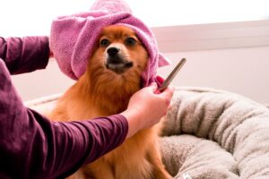 Easy at home pet assessment. post image of a dog wearing a towel on head getting groomed.