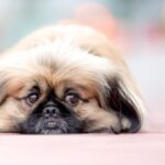 Easy at home pet assessment. Featured post image of a sad looking dog with a flat face