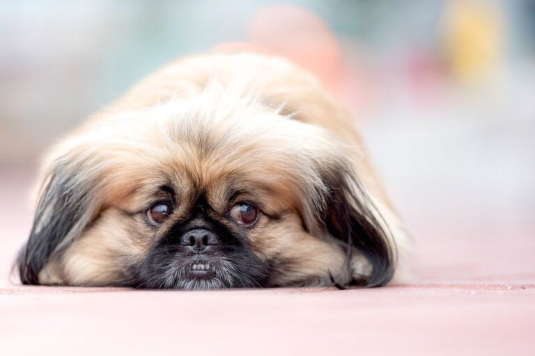 Easy at home pet assessment. Featured post image of a sad looking dog with a flat face