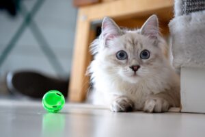 5 Easy Steps to Fix Your Cat’s Boredom. post image of a white cat with a green ball toy