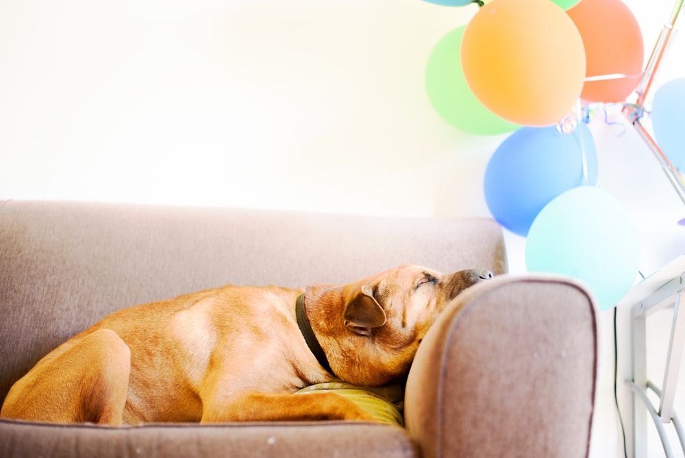 Pet Adoption Made Simple. featured post image of a dog laying on the couch with balloons.