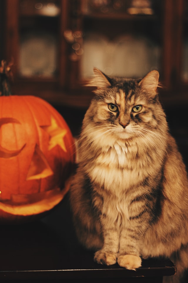 Happy Pet Halloween. featured post image of a cat nest to a jack-o-lantern