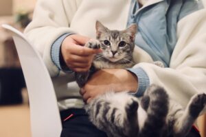 Pet Adoption Made Simple.  post image of a cat on a vet's lap