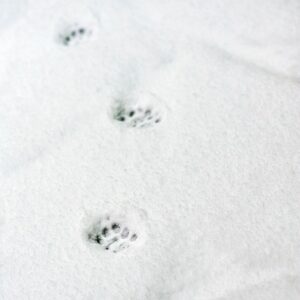 Tips To Keep Your Pets Safe This Winter. featured post image of dog foot prints in snow