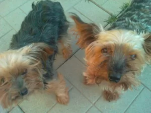 Why shop when you can adopt? Australian silky terrier adopted dog