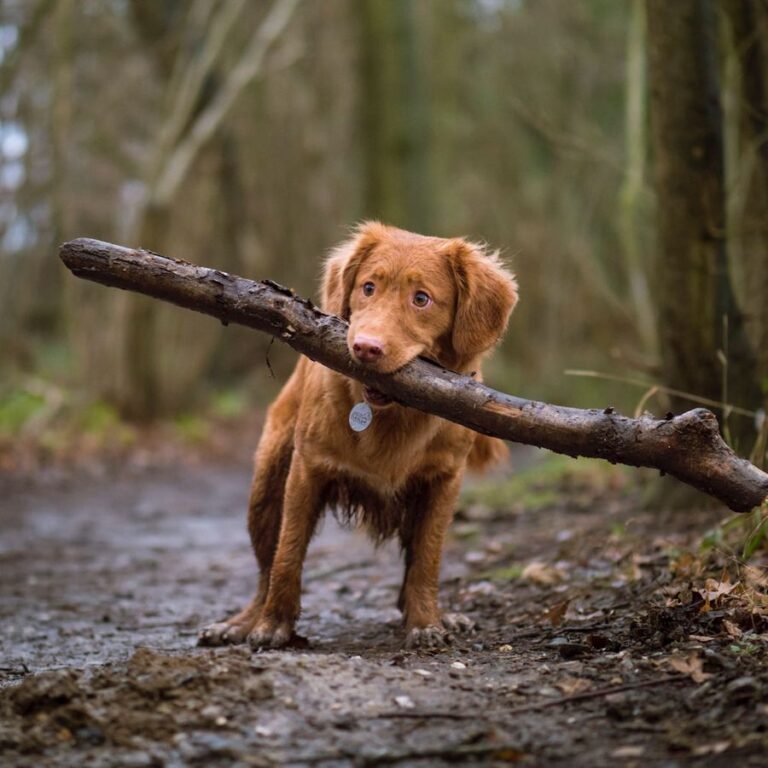 Emergency First Aid and Common Choking Hazards For Pets. Featured image of a lab puppy holding an oversized stick in mouth.
