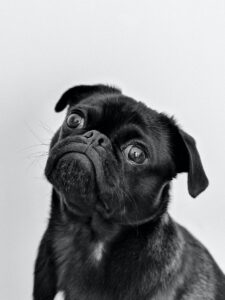 Top 10 Family Friendly Dog Breeds, Post image of a black pug