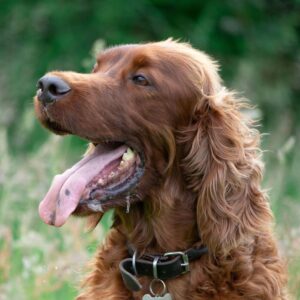Top 10 family friendly dog breeds. Post image of a Irish setter type dog brown