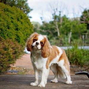 Top 10 Family Friendly Dog Breeds. Post image of a Cavalier King Charles Spaniel type dog
