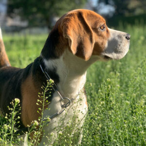 Top 10 Family Friendly Dog Breeds. Post image of a beagle type dog