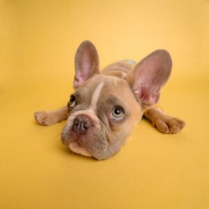 Top 10 family friendly dog breeds. Post image of a French bulldog type dog brown