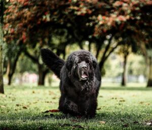 Top 10 Family Friendly Dog Breeds. Post image of a Newfoundland type dog black