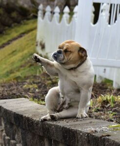Top 10 Family Friendly Dog Breeds, featured post image of a bulldog raising his paw up.