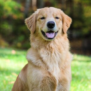 Top 10 Family Friendly Dog Breeds, feature post image of a Golden retriever type dog.