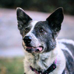 Top 10 Family Friendly Dog Breeds. Post image of a Mutt type dog black and white