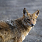 Effective ways to keep your dog safe from coyotes featured image of article. of a coyote