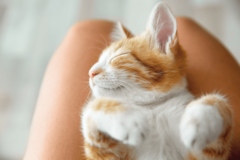 7 reasons cats sleep on us Featured image