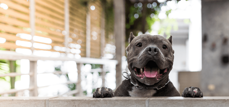 6 myths about pit bulls. featured image of a pit bull type dog looking over a stone fence.