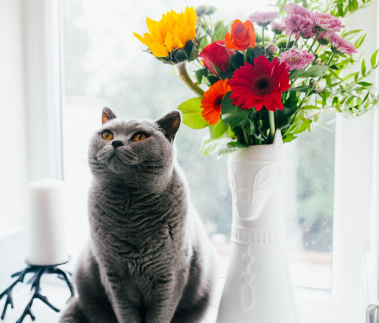 Dangerous and safe plants for your cat. Featured post image of a grey house cat next to a vase with flowers.