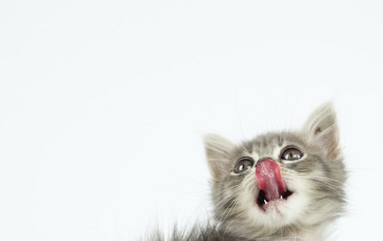 8 reason cats lick us. Featured image of a kitten with his tongue out.