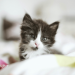 Cat Quiz - Test Your Cat Knowledge. featured article image of a black and white kitten.