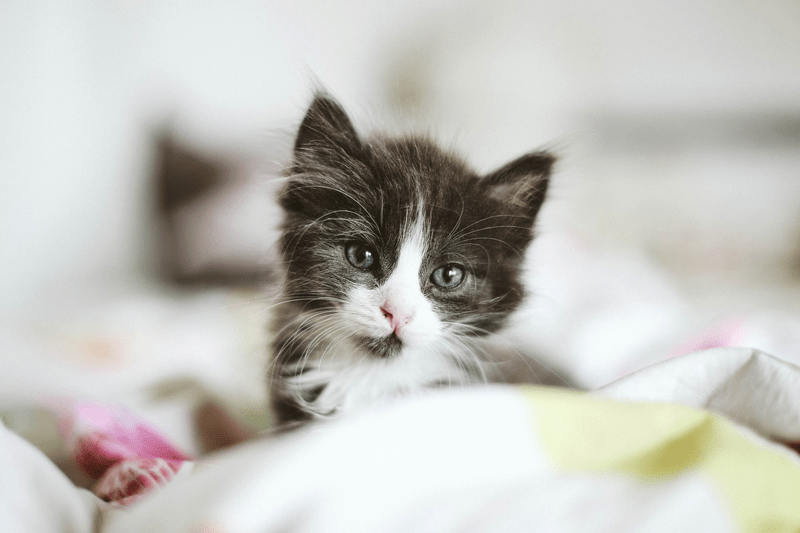 Cat Quiz - Test Your Cat Knowledge. featured article image of a black and white kitten.