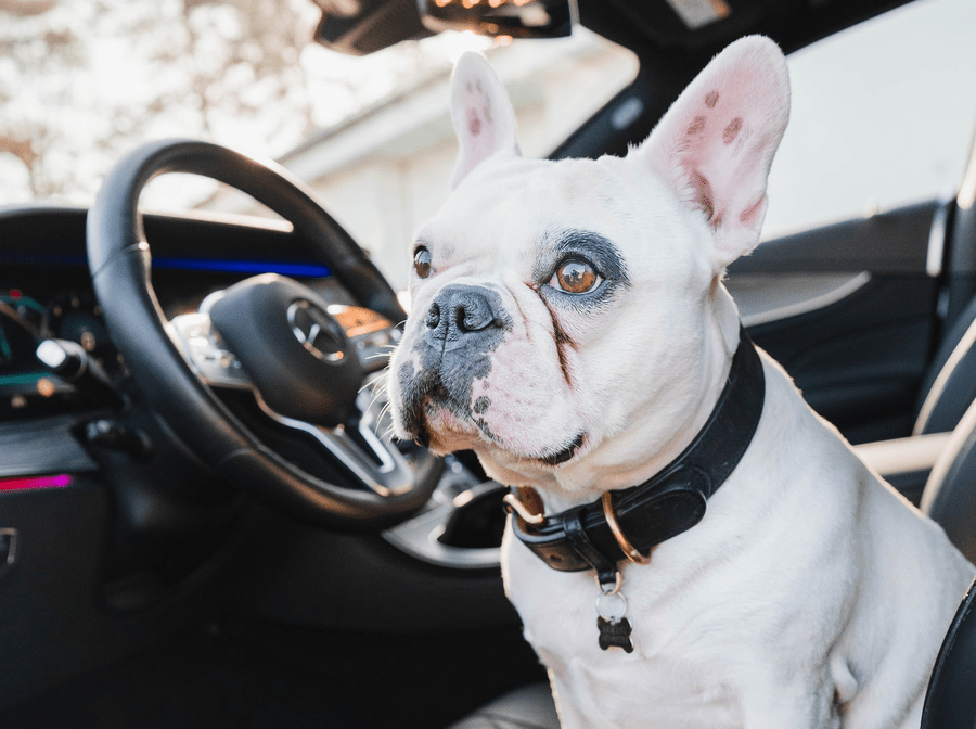 dogs left in hot cars. featured image of a white English bulldog sitting in a car.