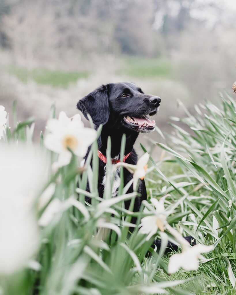 can dogs be affected by poison ivy? featured image of a lab type dog in a field of flowers and tall grass