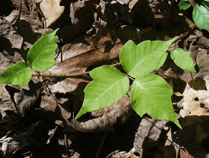 Can dogs be affected by poison ivy? Image of poison ivy