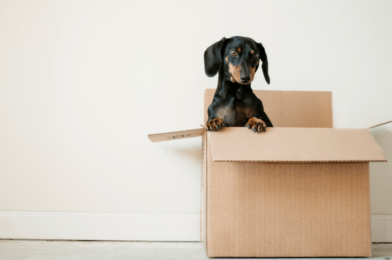 Ways to be an eco-friendly pet owner. Featured image of a black dog standing in a cardboard box