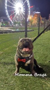 image of a Frenchie type dog with a ferris wheel in the background