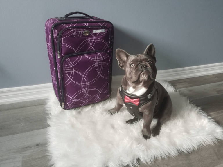 Travelling With Your Dog to Niagara Falls Canada featured image of a Frenchie type dog sitting next to a suitcase