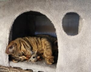6 must haves for new cat owners.. image of a cat inside of a cat house