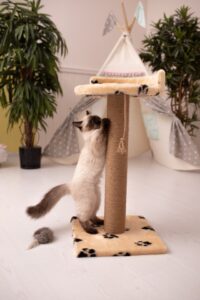 6 must haves for new cat owners. image of a cat scratching a cat post