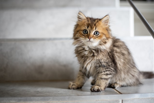 6 must haves for new cat owner. image of a long hair domestic kitten.