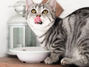 6 must haves for new cat owners. image of a kitten licking his mouth standing in front of a white cat bowl.