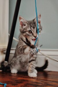 6 must haves for new cat owners. image of cat playing with toys
