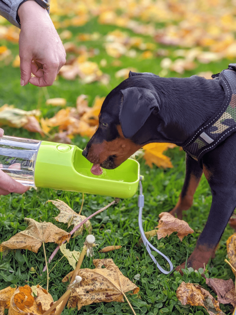 image of a min pin type dog drinking from a Sofunii bottle