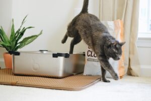 6 must haves for new cat owners. iage of a cat existing litter box