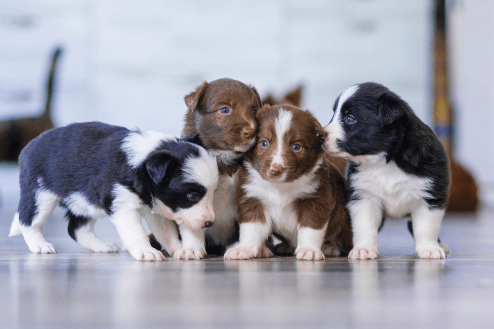 should we neuter our dogs? featured article image of cute puppies.