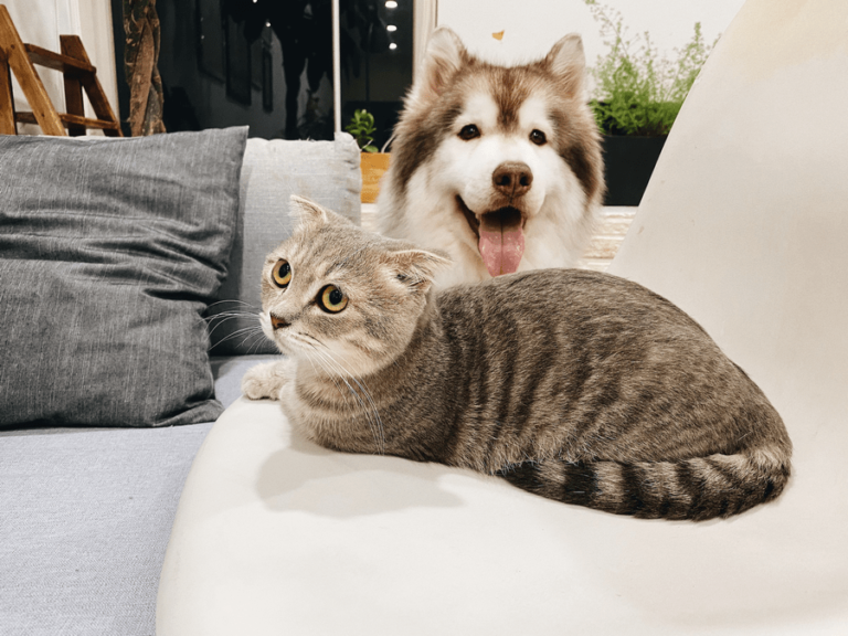 featured article image of a dog and a cat in bed together.