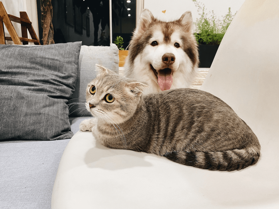 featured article image of a dog and a cat in bed together.