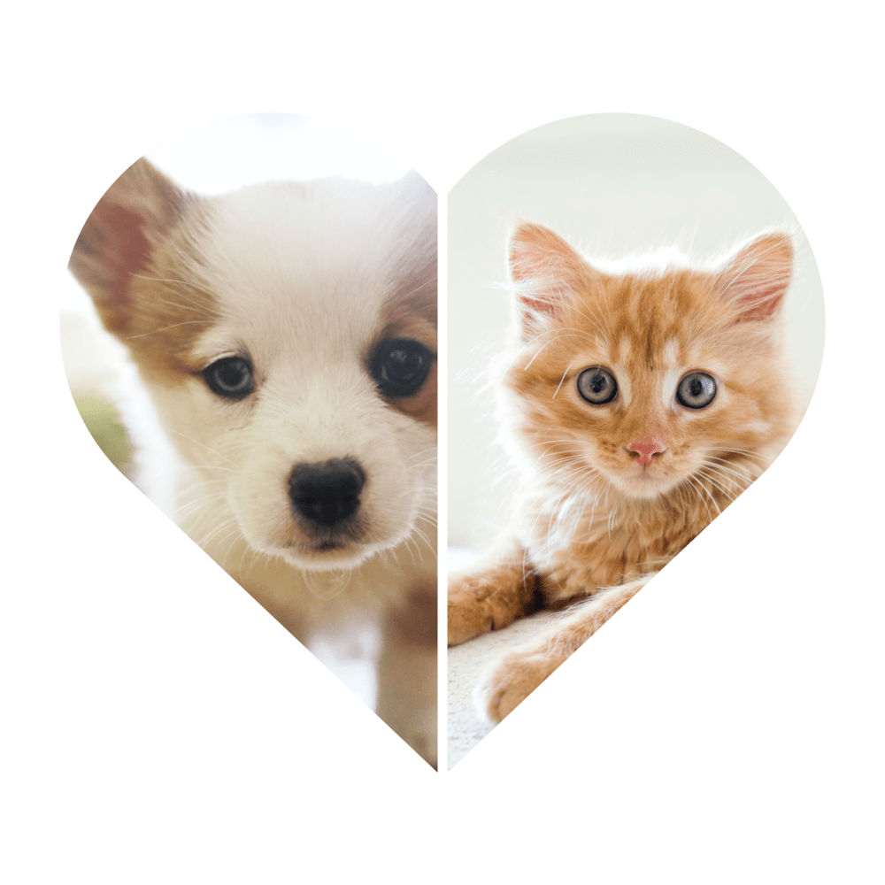 The Great Debate: Cats vs Dogs - Which One Should You Get?. featured image of a cat and a dog in a heart shaped collage.