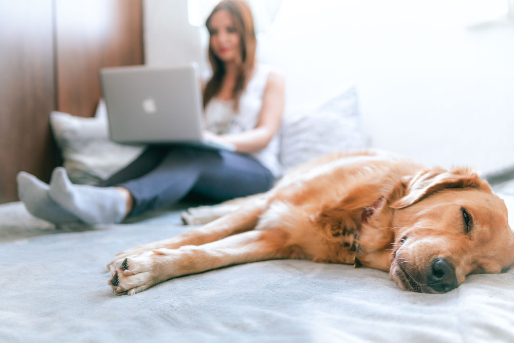 The Rise And Fall Of Pet Ownership In The Post-COVID Era . featured article image of a woman in bed with her dog using a laptop.