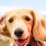 unleash-the-fun-everything-you-need-to-know-about-dog-parks article featured image of a tanned colored puppy