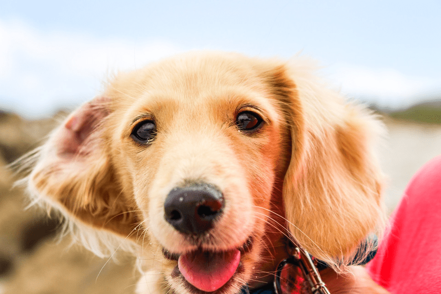 unleash-the-fun-everything-you-need-to-know-about-dog-parks article featured image of a tanned colored puppy